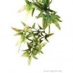 Exo Plastic Croton Shrub