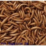 Dried Mealworms & Insects Mixture 1kg