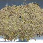 10kg Mixed Berry & Insect Suet Pellets with Mealworms & Seed